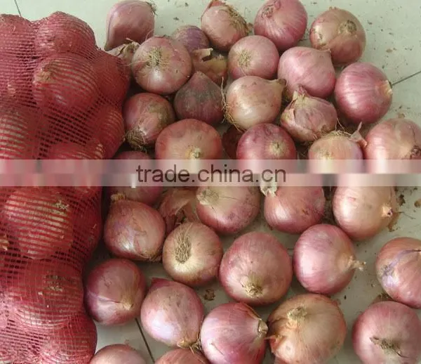 China New Crop Fresh Onion photo-3
