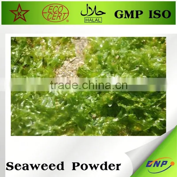 Dried Agar Agar Seaweed Powder Price