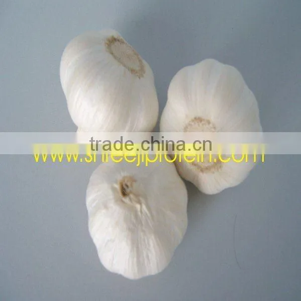 FRESH GARLIC