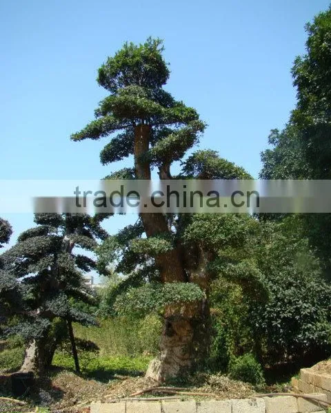 Landscaping and Outdoor Bonsai Usage Chinese Ulmus Pulila photo-4