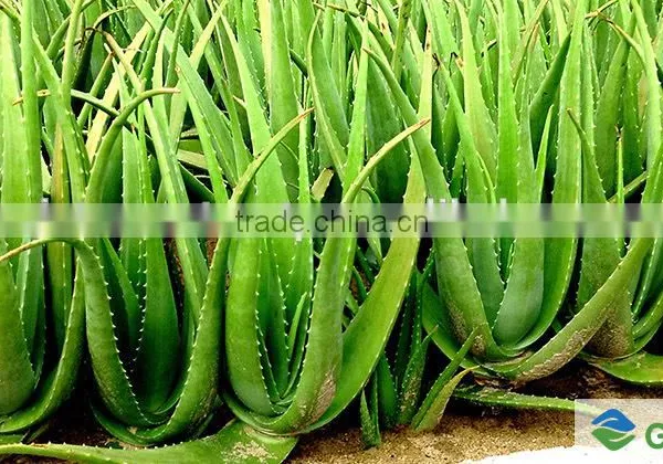 ALOE VERA IN SYRUP photo-2