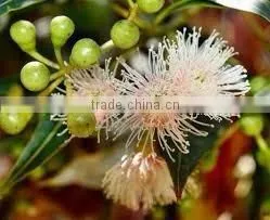 EUCALYPTUS GLOBULUS TERPENES photo-4