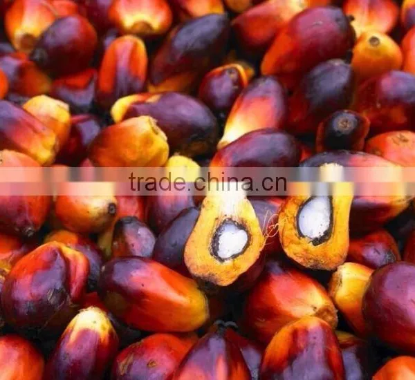 Automatic 220v Palm Kernel Oil Expeller Machine for Malaysia photo-5