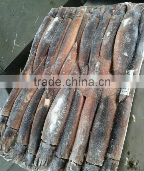 Frozen Illex Squid for Bait photo-2