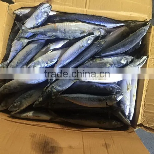 Frozen Pacific Mackerel Atlantic Mackerel for Canning Canned Food photo-2