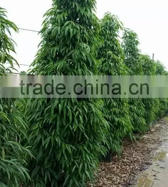 Ficus Irregularis photo-2