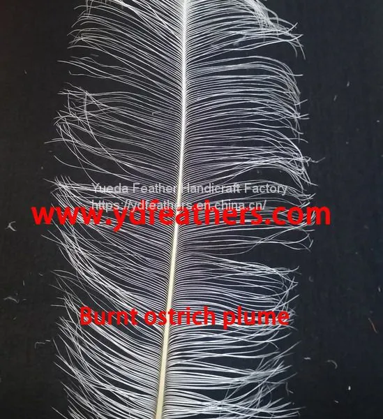 Burnt Ostrich Plume Feather From China