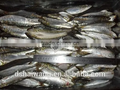 Frozen Sardine Supplier With Size 10 - 12 Pcs / kg photo-2