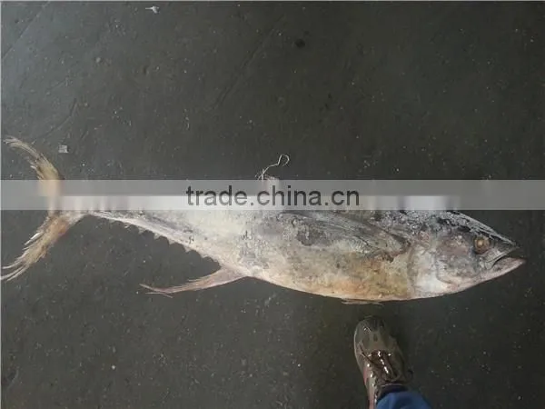 Big Size Yellwofin Tuna photo-4