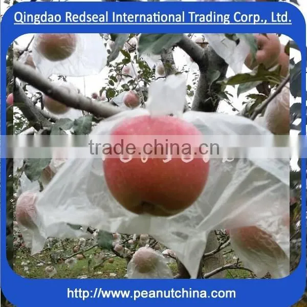 Bright Fuji Red Apple photo-3