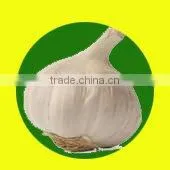 2013 Chinese Purple Garlic