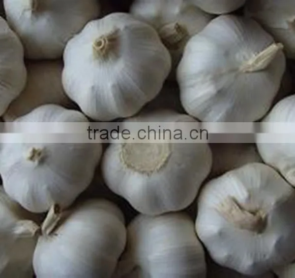 Low Price Buy Chinese Garlic photo-6