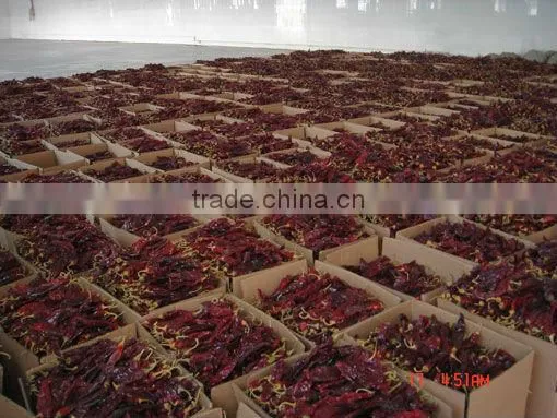 New Design Dry Cleaning Paprika photo-5