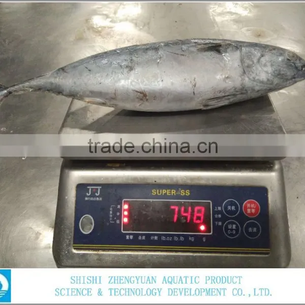 China Export Frozen Bonito Tuna 700+ photo-4