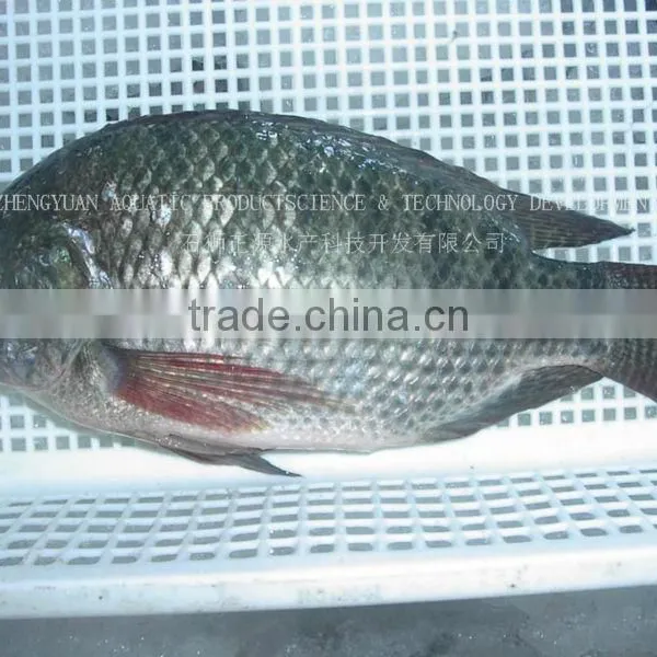 Frozen Tilapia Fish Frozen Fish