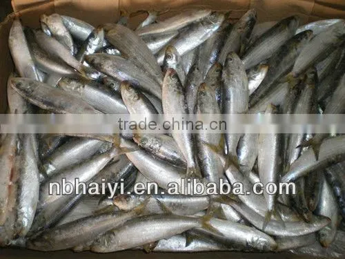Small Size of Frozen Sardine for Canned