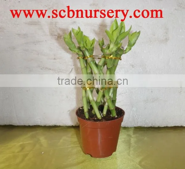 Lucky Bamboo Dracaena Sanderiana Cage