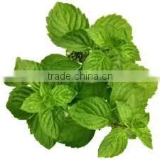 SPEARMINT Oil photo-4