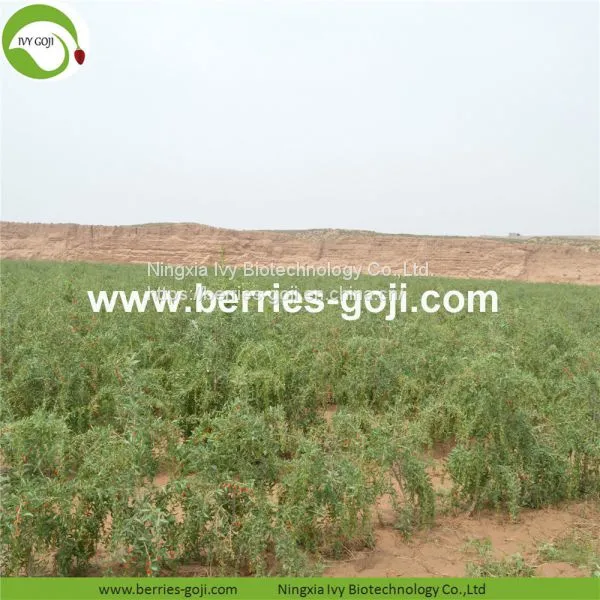 Factory Supply New Harvest Dried Goji Berries photo-3
