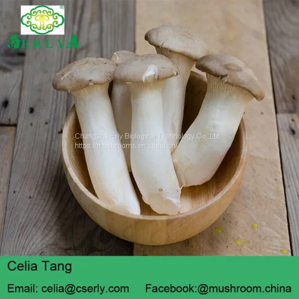 DRIED KING OYSTER MUSHROOM photo-3