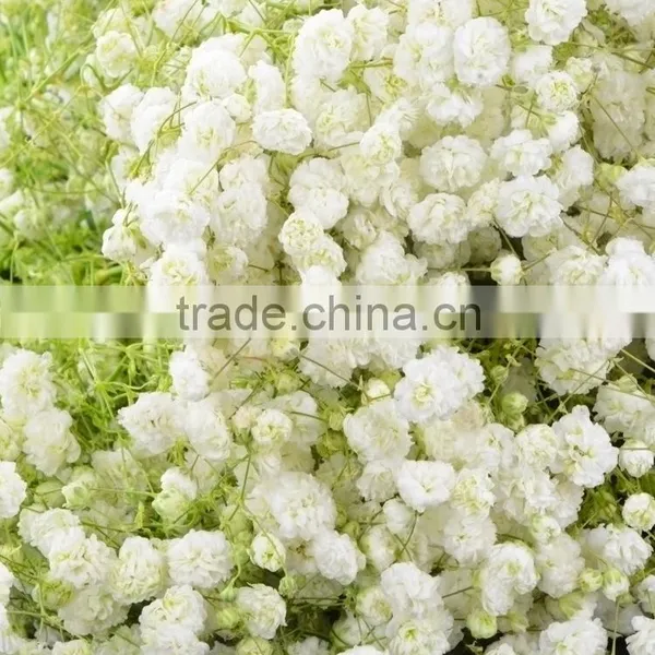 Excellent Quality Best Selling Fresh Excellent Quality Fresh Gypsophila photo-3