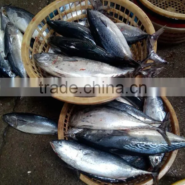 Auxis Thazard Tuna for Can for Bait photo-5