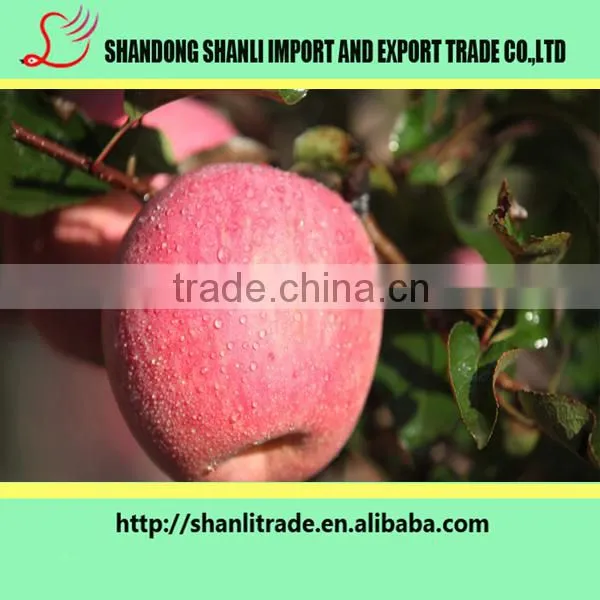 Heathy/fresh/much Sweet Apple/fragrant/fuji Apple Thin/delicious Apple/organic Apple photo-2