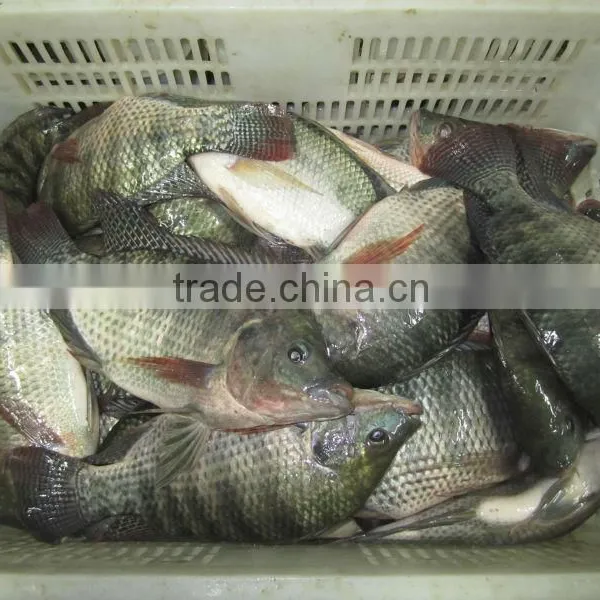 Frozen Tilapia Whole Fish Price GS photo-2
