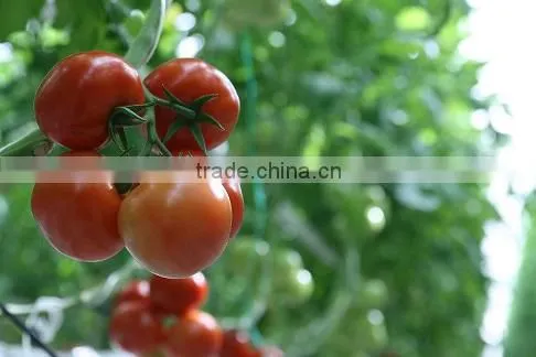 Red Color Fresh Tomato photo-3