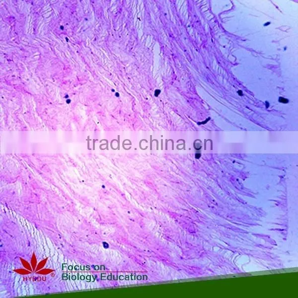 Hot Sale 40pcs High Quality Medical Parasitology Prepared Slides Set photo-4