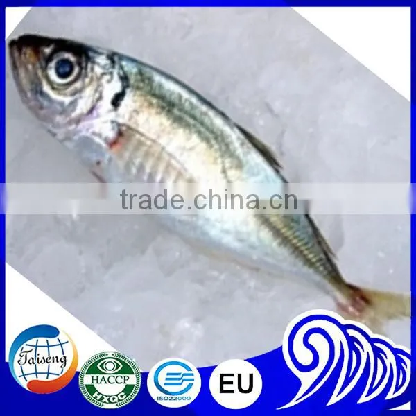 Frozen Horse Mackerel Fish Horse Mackerel