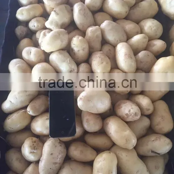 Good Quality Potato photo-6