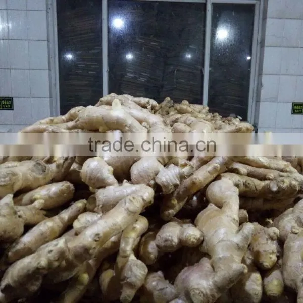AIR DRY GINGER With 13kg Pvc Boxes photo-3