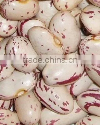 Light Speckled Kidney Beans