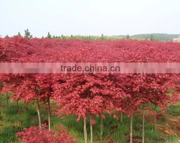 Acer Rubrum /Chinese Maple /Acerpalmatum/Japanese Maple Tree Seeds for Planting photo-3