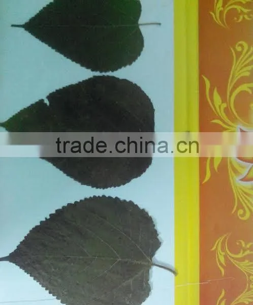 DRIED MULBERRY LEAVES