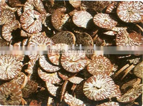Areca Seed