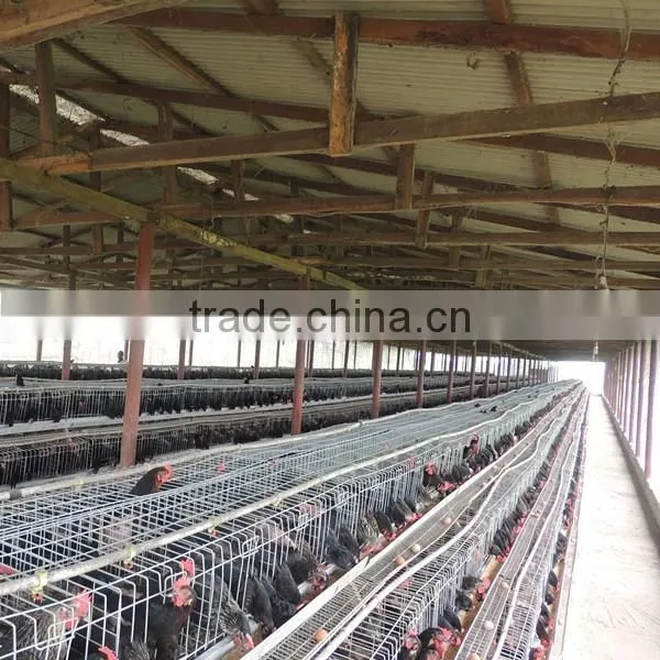 Zimbabwe Poultry Cage Dip Hot Chicken photo-2