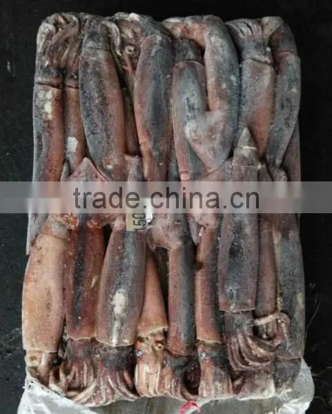 Frozen W/R Squid Illex Argentinus photo-3