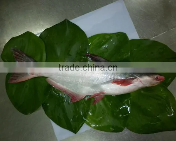 Basa Fish/pangasius Fillet/pangasius Steak/pangasius Whole Round photo-5
