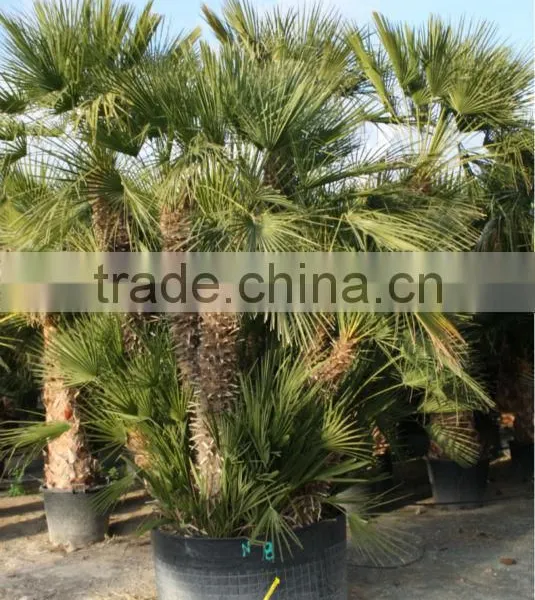 Chamaerops Humilis photo-5