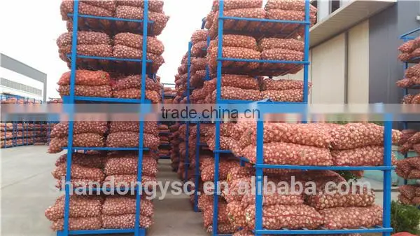 Export Fresh Garlic From Jinxiang, Best Quality Chinese Garlic photo-6