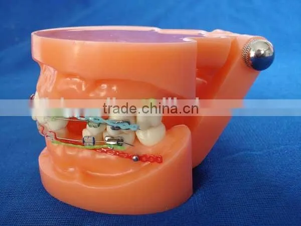 Dental Orthodontic Implant Study Plastic Dental Model of Teeth photo-3