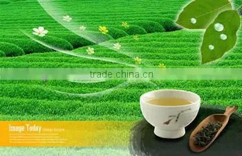 Green Tea Powder for Milk Tea