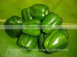 Fresh Bell Pepper India/good Quality Capsicum/farm Fresh Red,yellow,red Capsicum/bell Pepper Exporter in India photo-2