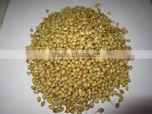 CORIANDER SEED BEST QUALITY