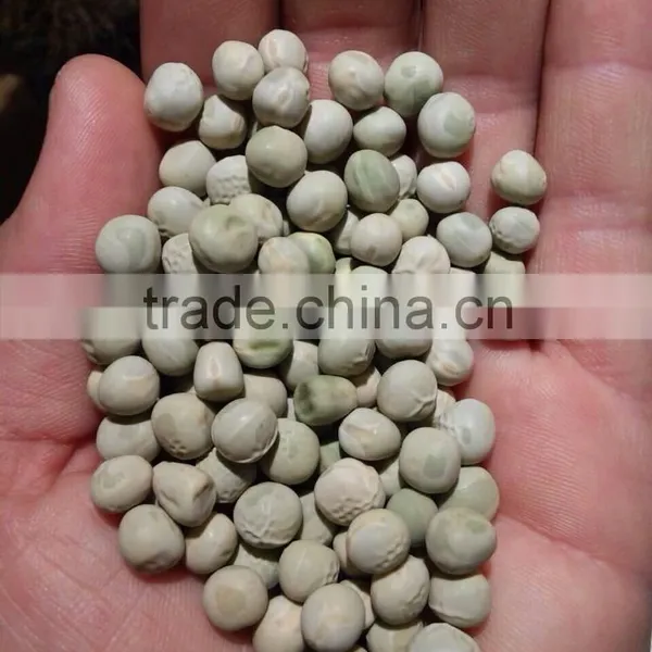 GREEN PEAS photo-3