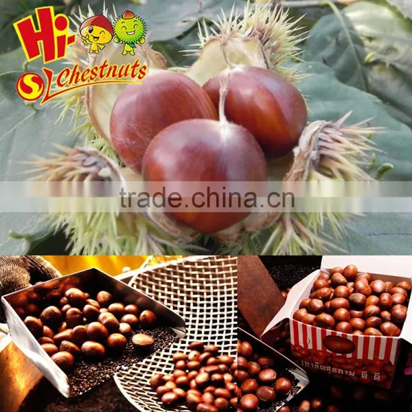 New Crop Fresh Chestnuts--Dandong Chestnuts in Big Size photo-6