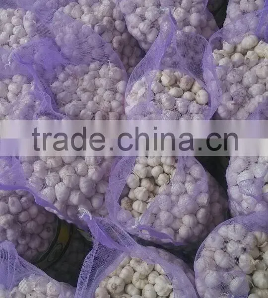 Normal White Garlic photo-3