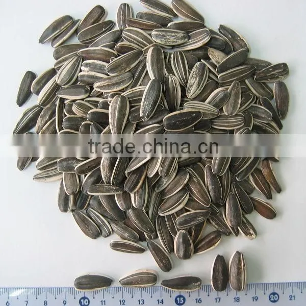 Popular Products Chinese Sunflower Seeds 5009 Long Shape photo-2
